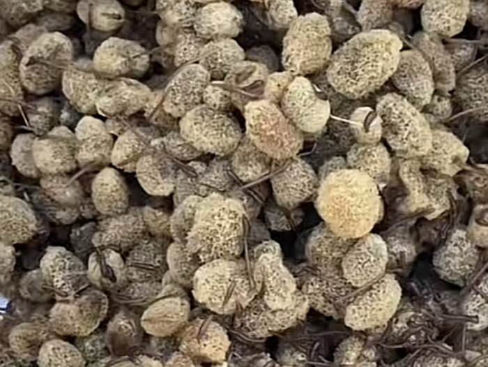 9001cc金沙卵茧