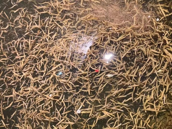 9001cc金沙卵茧