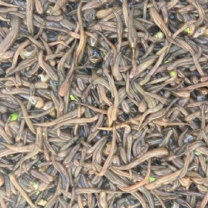 9001cc金沙卵茧