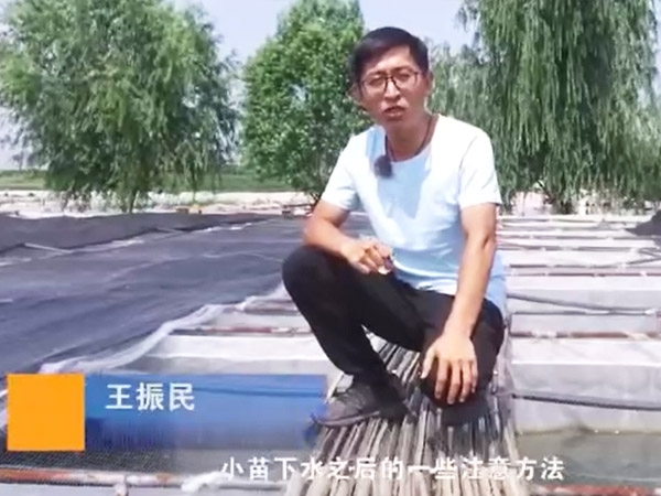 9001cc金沙幼苗下水后确把稳和操作