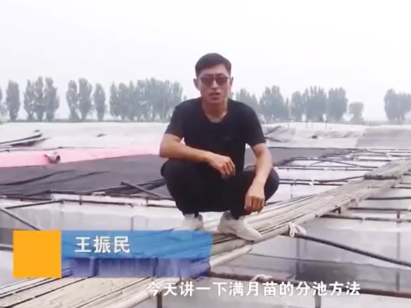9001cc金沙满月苗的分池步骤