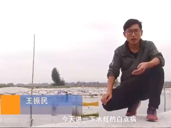 9001cc金沙白点病发生涯法规及防治步骤