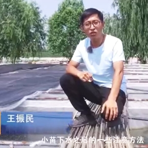 9001cc金沙幼苗下水后确把稳和操作