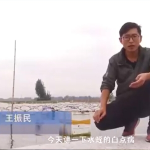 9001cc金沙白点病发生涯法规及防治步骤